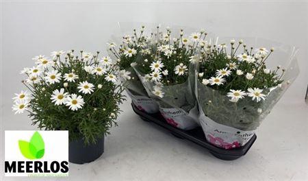 Горшечные цветы и растения оптом Arg Ov от 3шт из Голландии с доставкой по России