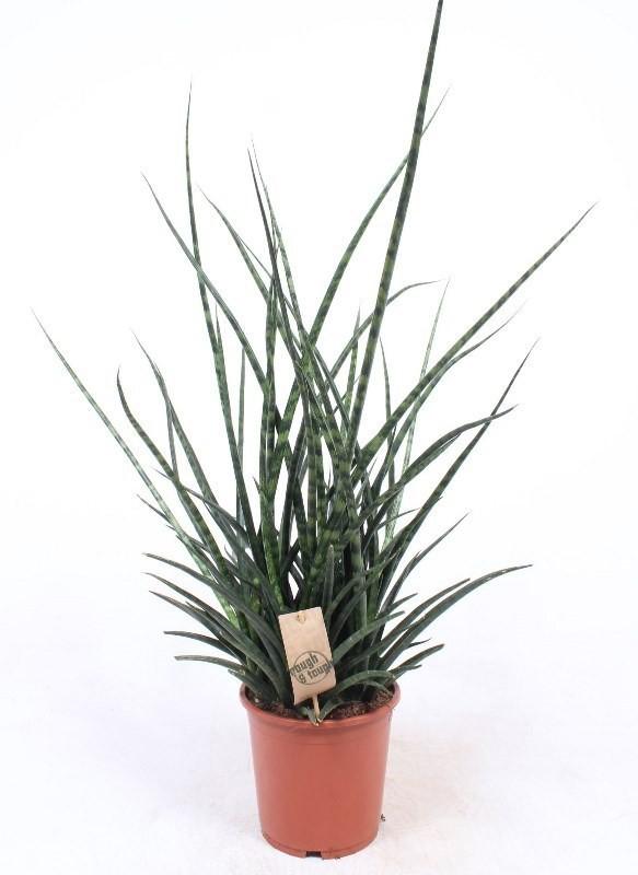 Горшечные цветы и растения оптом Sansevieria Fernwood Punk от 6шт из Голландии с доставкой по России