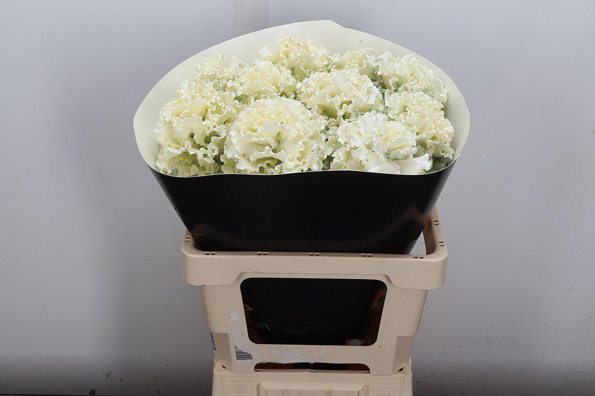 Срезанные цветы оптом Brassica wax fringed white от 10шт из Голландии с доставкой по России