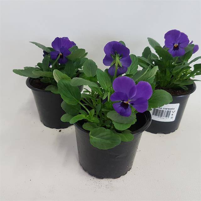 Горшечные цветы и растения оптом Viola Corn. Callisto Blue от 12шт из Голландии с доставкой по России