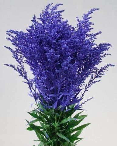 Срезанные цветы оптом Solidago paint blue от 100шт из Голландии с доставкой по России