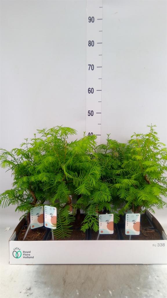 Горшечные цветы и растения оптом Bonsai   ... от 8шт из Голландии с доставкой по России