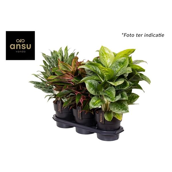 Горшечные цветы и растения оптом Aglaonema Mix Xxl от 3шт из Голландии с доставкой по России