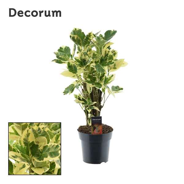 Горшечные цветы и растения оптом Codiaeum Eburneum Branched (decorum) от 1шт из Голландии с доставкой по России
