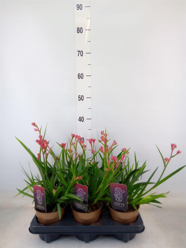 Горшечные цветы и растения оптом Anigozanthos от 6шт из Голландии с доставкой по России