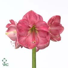 Срезанные цветы оптом Hippeastrum paris от 12шт из Голландии с доставкой по России