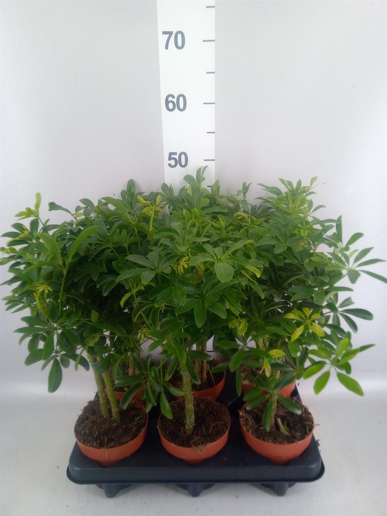 Горшечные цветы и растения оптом Schefflera Arbor. luseana от 6шт из Голландии с доставкой по России