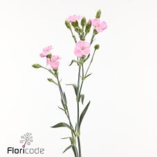 Срезанные цветы оптом Dianthus sp solandis candyfly от 60шт из Голландии с доставкой по России