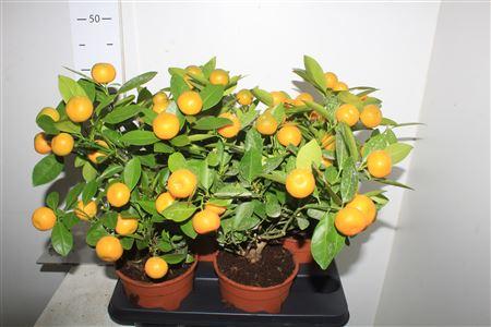 Горшечные цветы и растения оптом Citr Microcarpa 12+ от 4шт (для телеги) из Голландии с доставкой по России