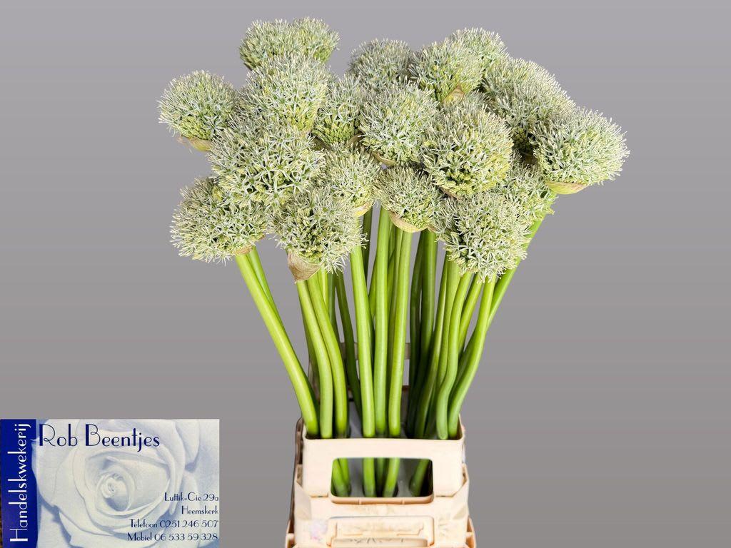 Срезанные цветы оптом Allium white giant от 30шт. из Голландии с доставкой по России