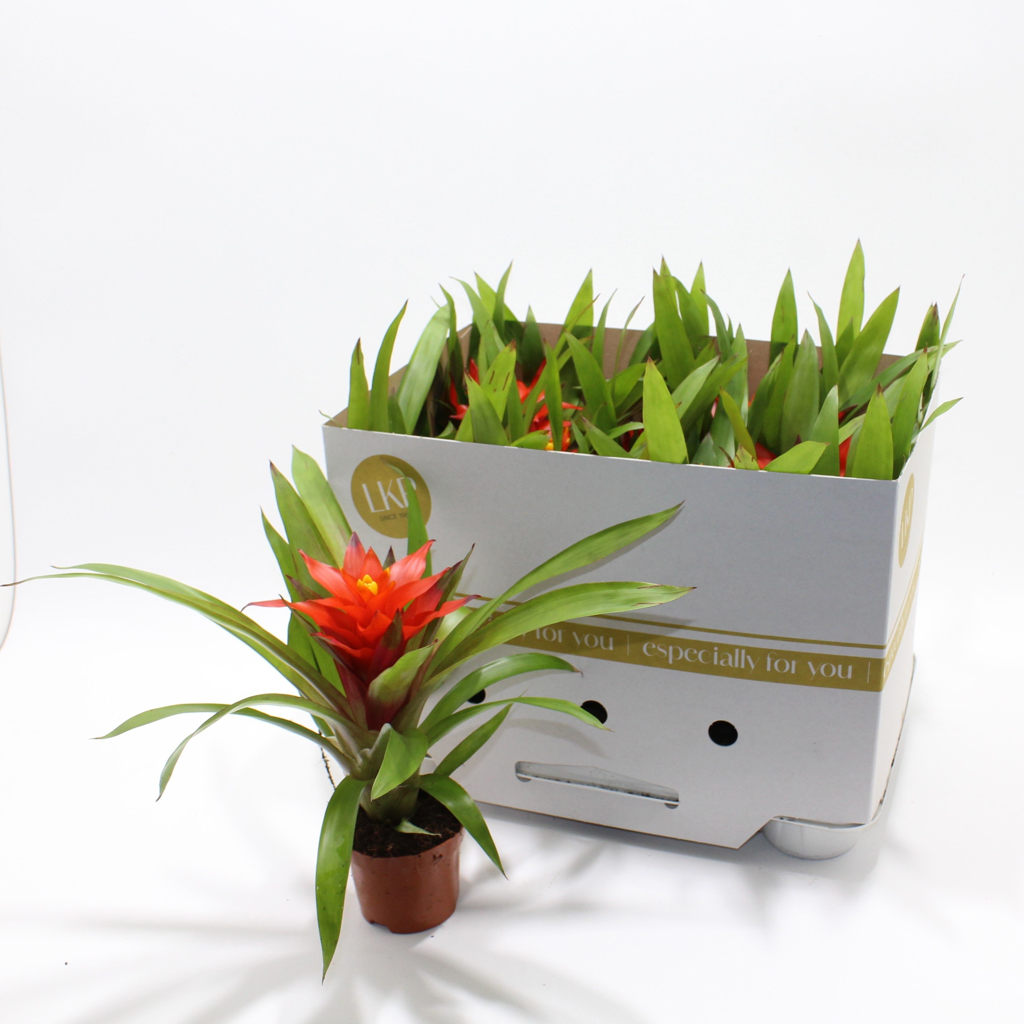 Горшечные цветы и растения оптом Guzm Glow от 11шт (для телеги) из Голландии с доставкой по России