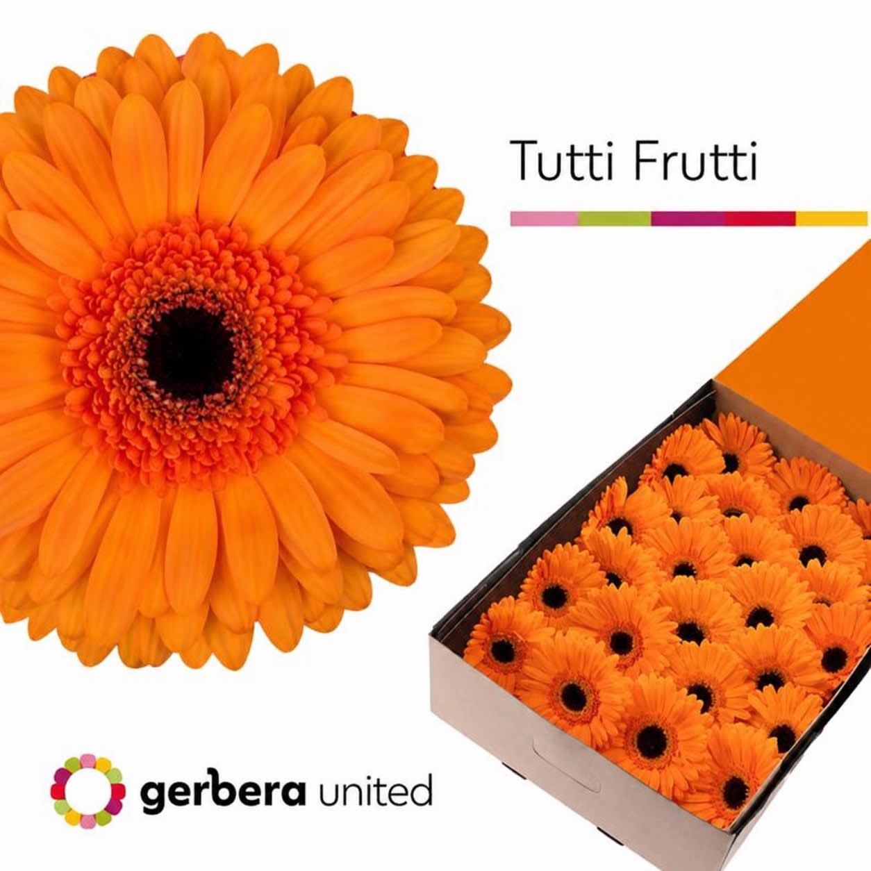 Срезанные цветы оптом Gerbera tutti frutti от 50шт из Голландии с доставкой по России