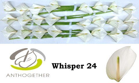 Срезанные цветы оптом Anthurium whisper от 32шт из Голландии с доставкой по России