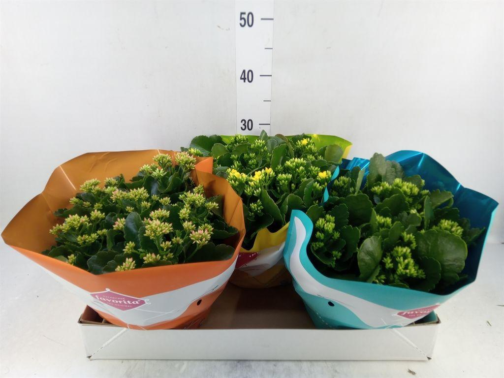 Горшечные цветы и растения оптом Kalanchoe Blos.   ..mix 5 от 3шт из Голландии с доставкой по России