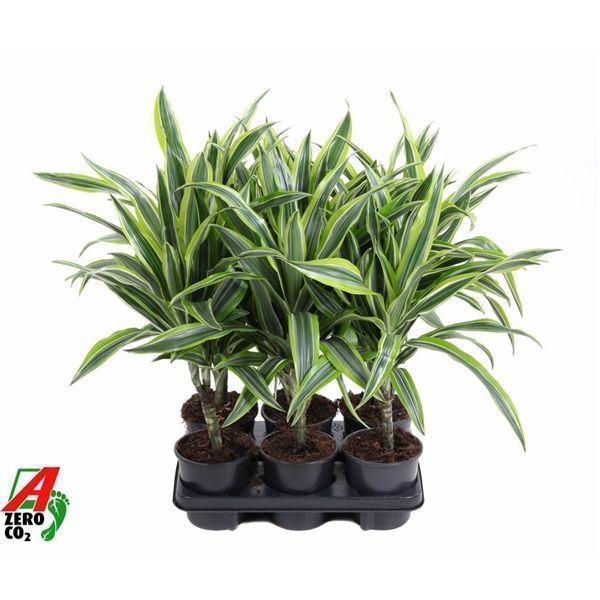 Горшечные цветы и растения оптом Dracaena Lemon Lime 15cm Stam P13 от 6шт из Голландии с доставкой по России