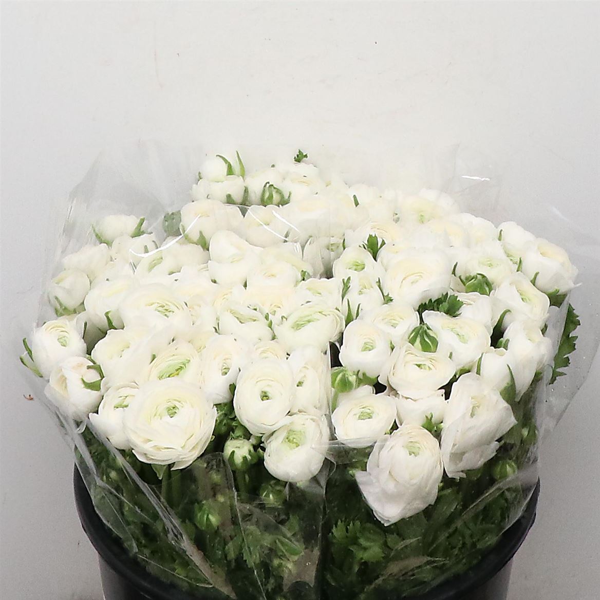 Срезанные цветы оптом Ranunculus elegance white от 90шт из Голландии с доставкой по России