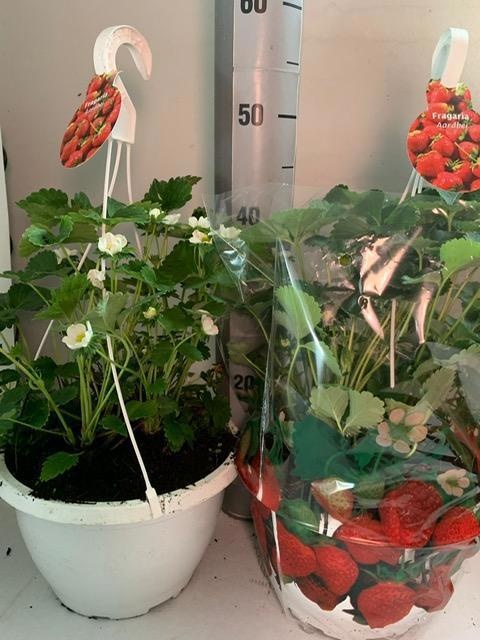 Горшечные цветы и растения оптом Frag Elsanta от 1шт из Голландии с доставкой по России