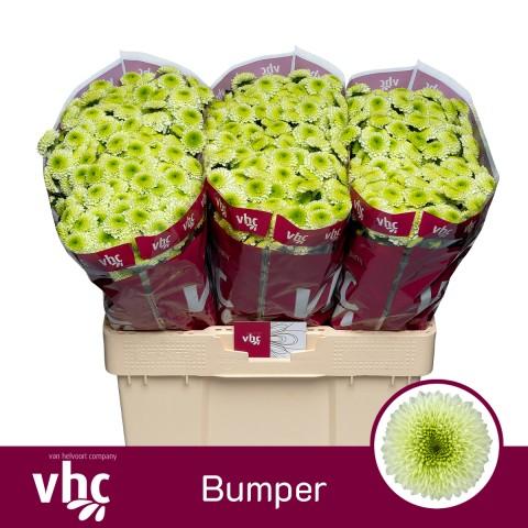 Срезанные цветы оптом Chrys sa bumper от 75шт из Голландии с доставкой по России