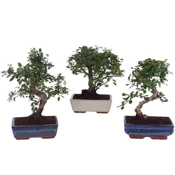 Горшечные цветы и растения оптом Bonsai Mix In Ceramic Ball S-shape от 6шт из Голландии с доставкой по России