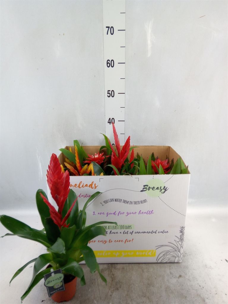 Горшечные цветы и растения оптом Bromelia   ...mix от 11шт из Голландии с доставкой по России