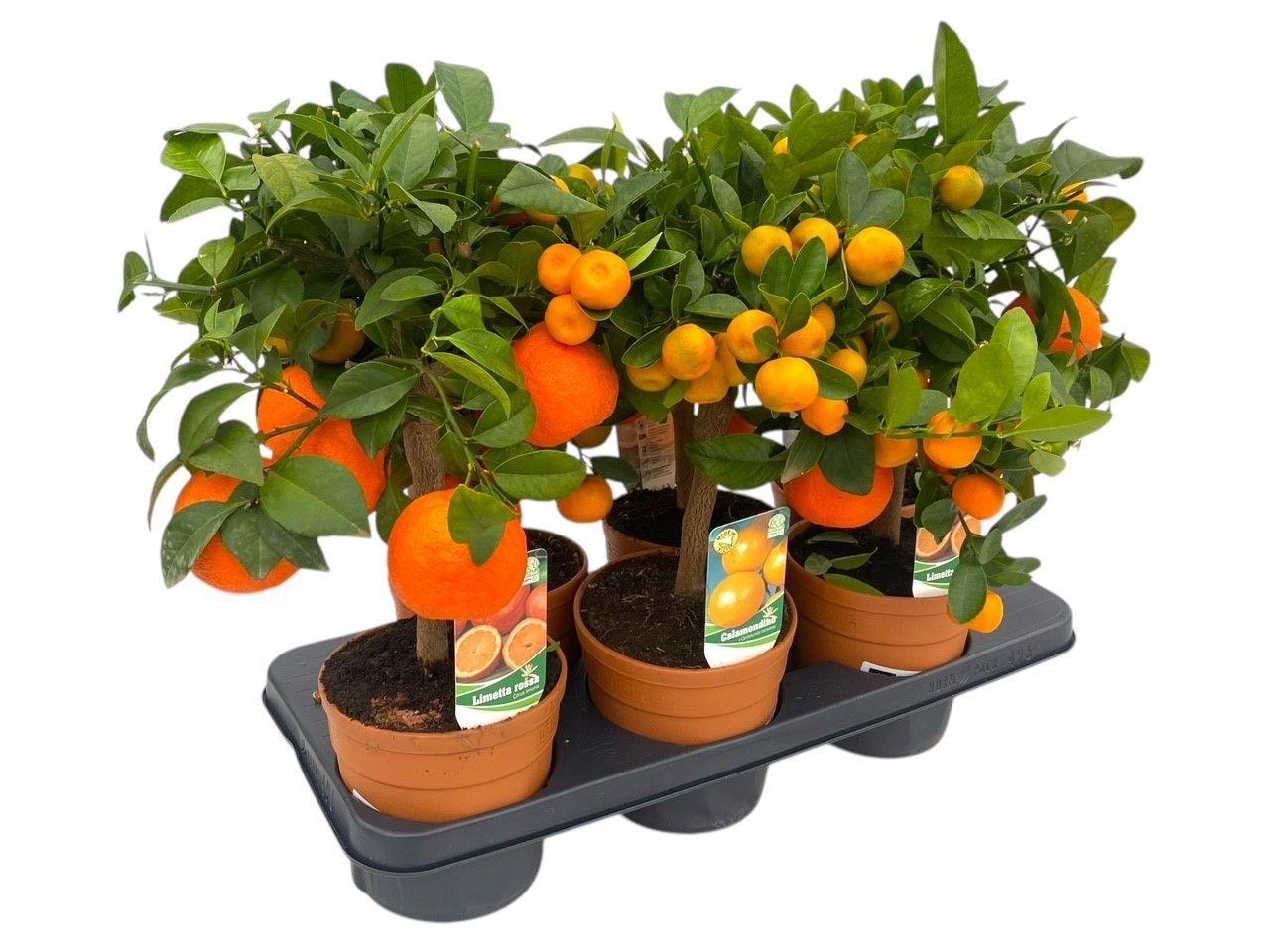 Горшечные цветы и растения оптом Citr Ov от 6шт (для телеги) из Голландии с доставкой по России