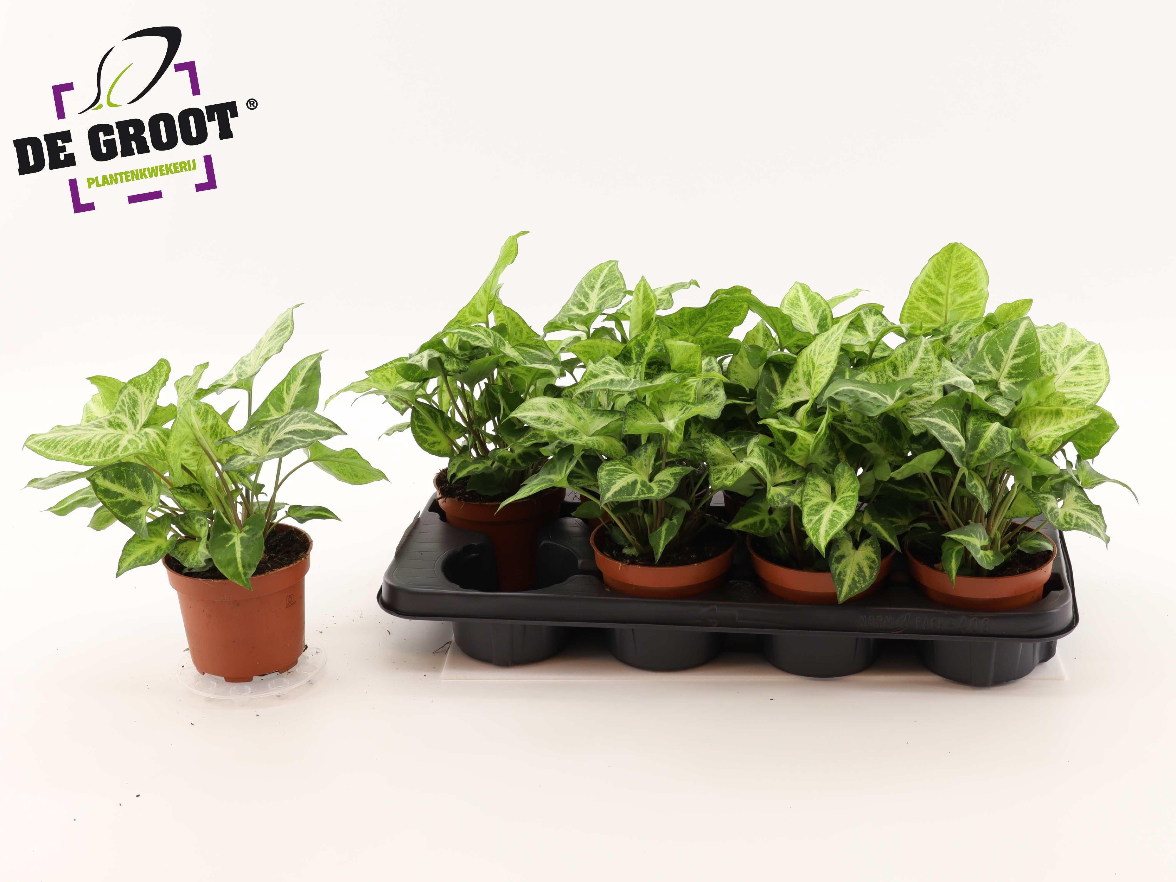 Горшечные цветы и растения оптом Syng Arrow от 8шт из Голландии с доставкой по России