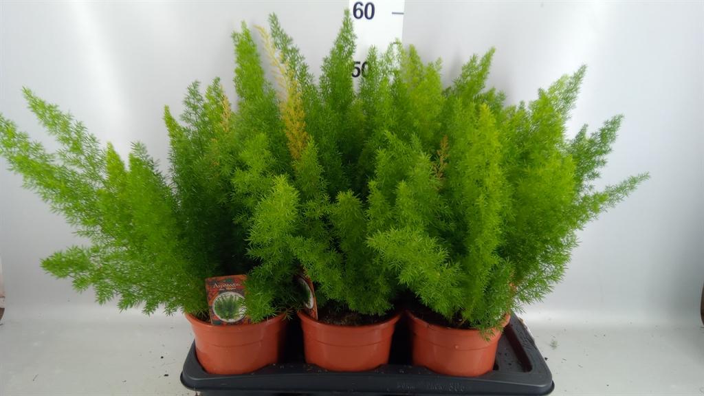 Горшечные цветы и растения оптом Asparagus Dens. meyers от 6шт из Голландии с доставкой по России