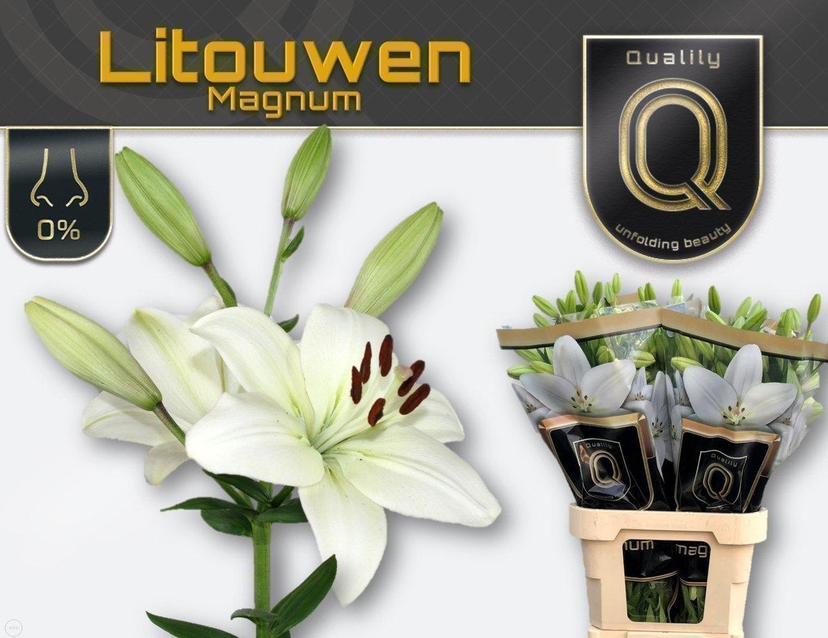 Срезанные цветы оптом Lilium la litouwen от 50шт. из Голландии с доставкой по России