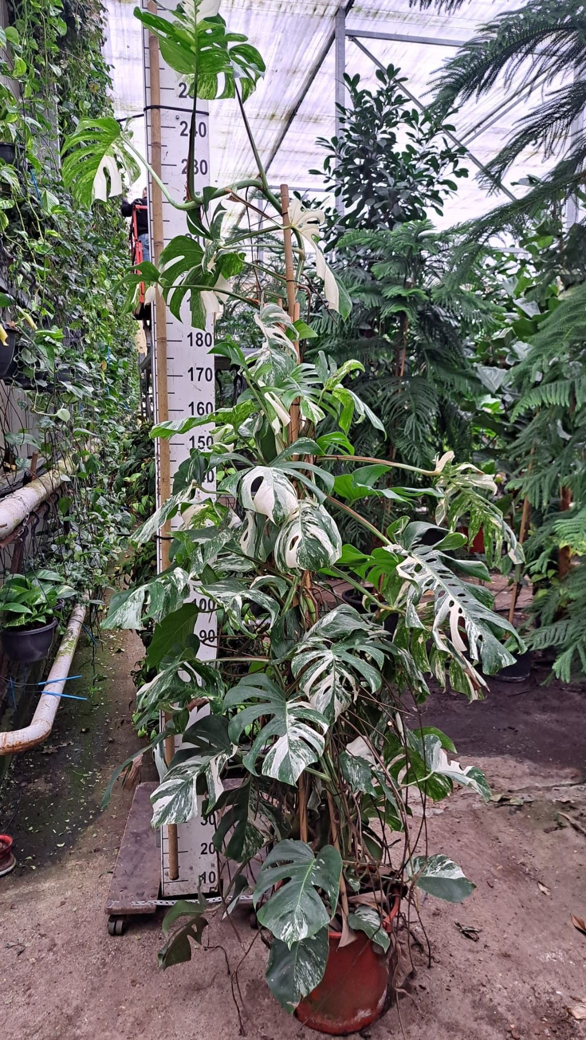 Горшечные цветы и растения оптом Monstera Deliciosa Variegata Bush + Fruit от 1шт из Голландии с доставкой по России