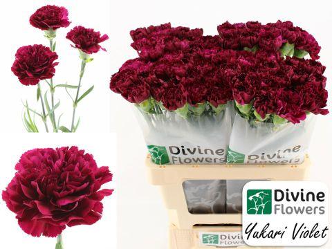 Срезанные цветы оптом Dianthus st yukari violet от 80шт из Голландии с доставкой по России