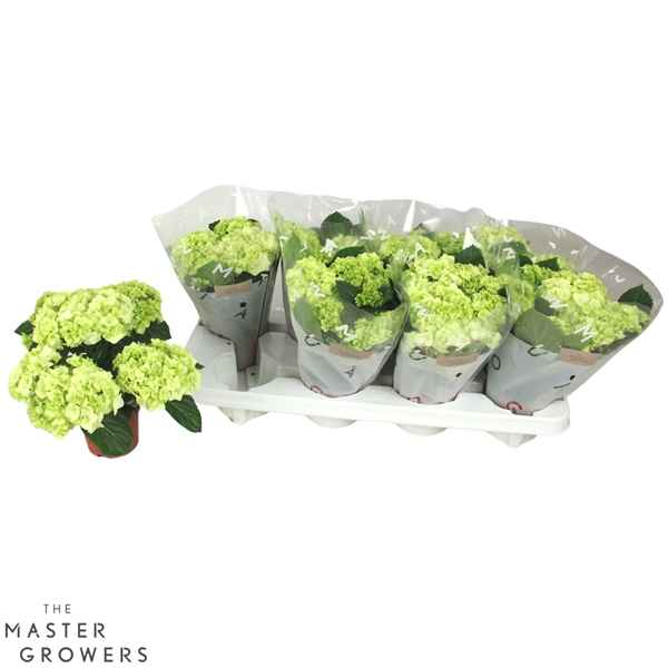 Горшечные цветы и растения оптом Hydrangea Ma White 3+ от 8шт из Голландии с доставкой по России