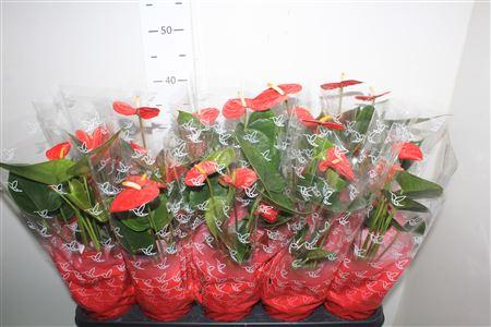 Горшечные цветы и растения оптом Anthu A Easy Red 4+ от 10шт из Голландии с доставкой по России