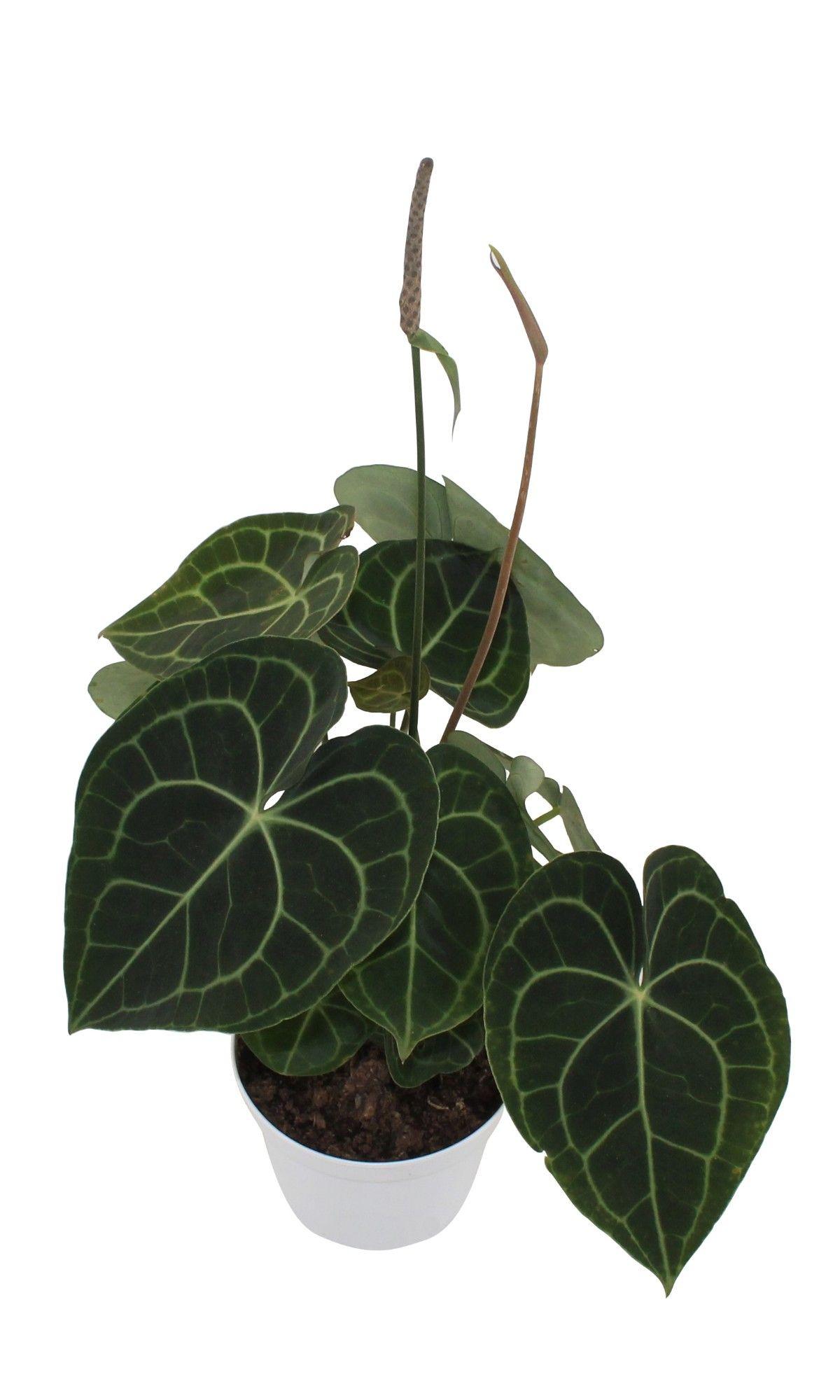 Горшечные цветы и растения оптом Anthurium Clarinervium от 6шт из Голландии с доставкой по России