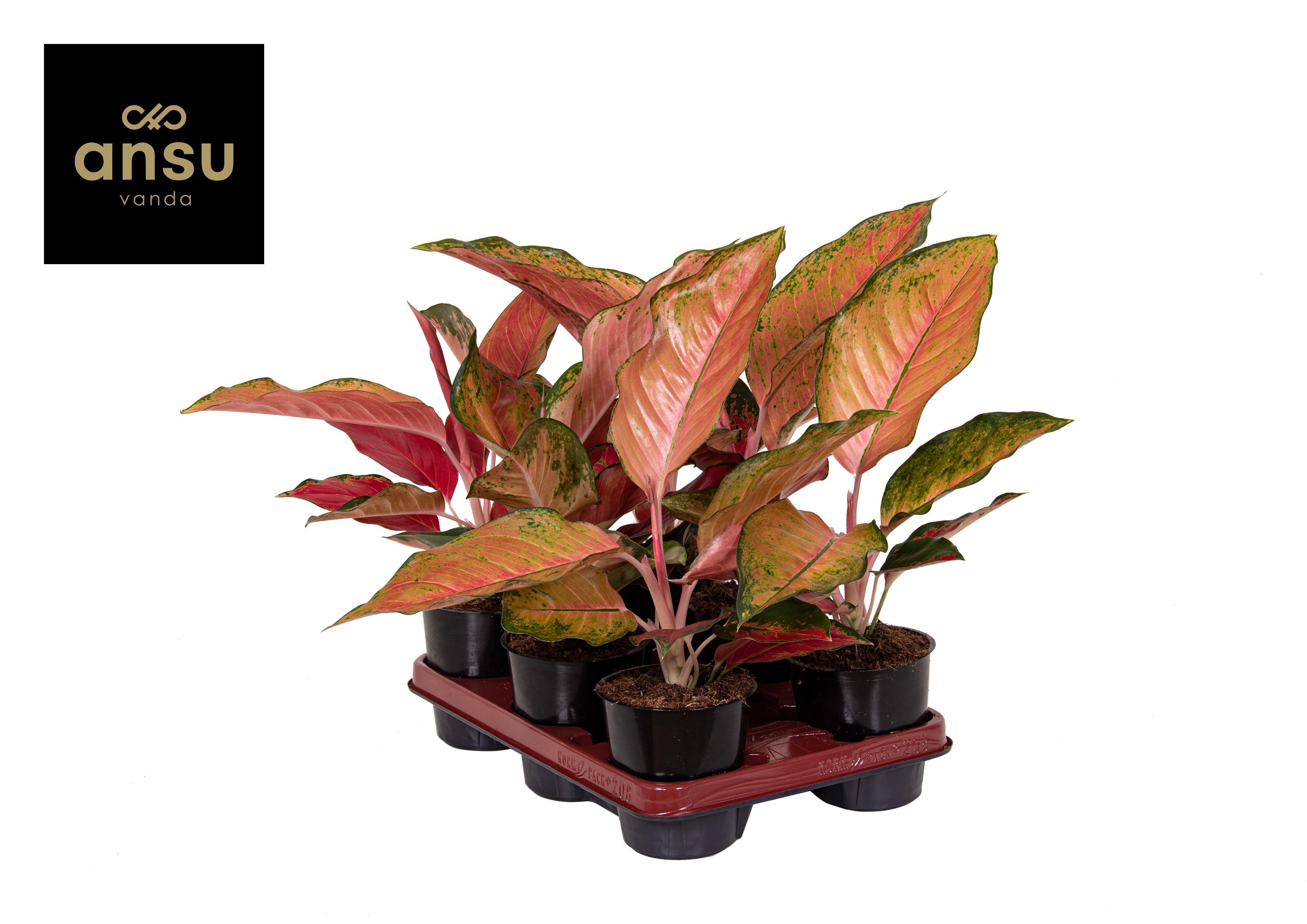Горшечные цветы и растения оптом Aglaonema Sunray Green от 6шт из Голландии с доставкой по России