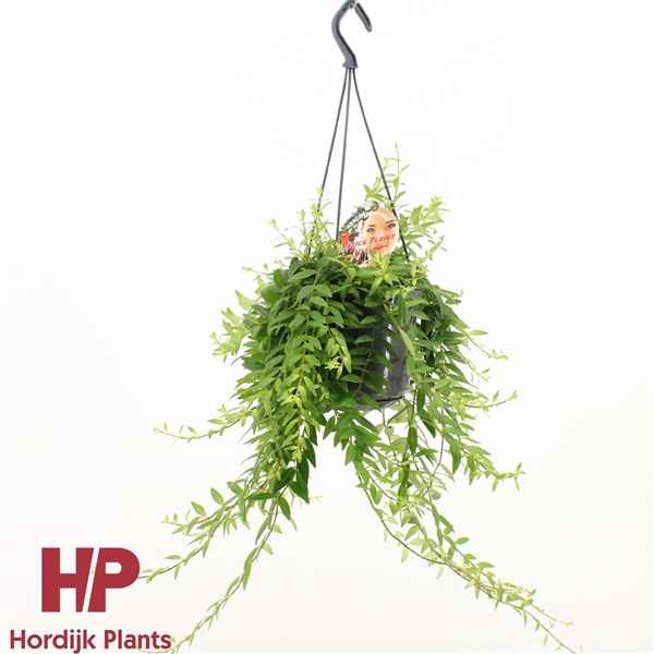 Горшечные цветы и растения оптом Aeschynanthus Japhrolepis Hanging Pot от 7шт из Голландии с доставкой по России