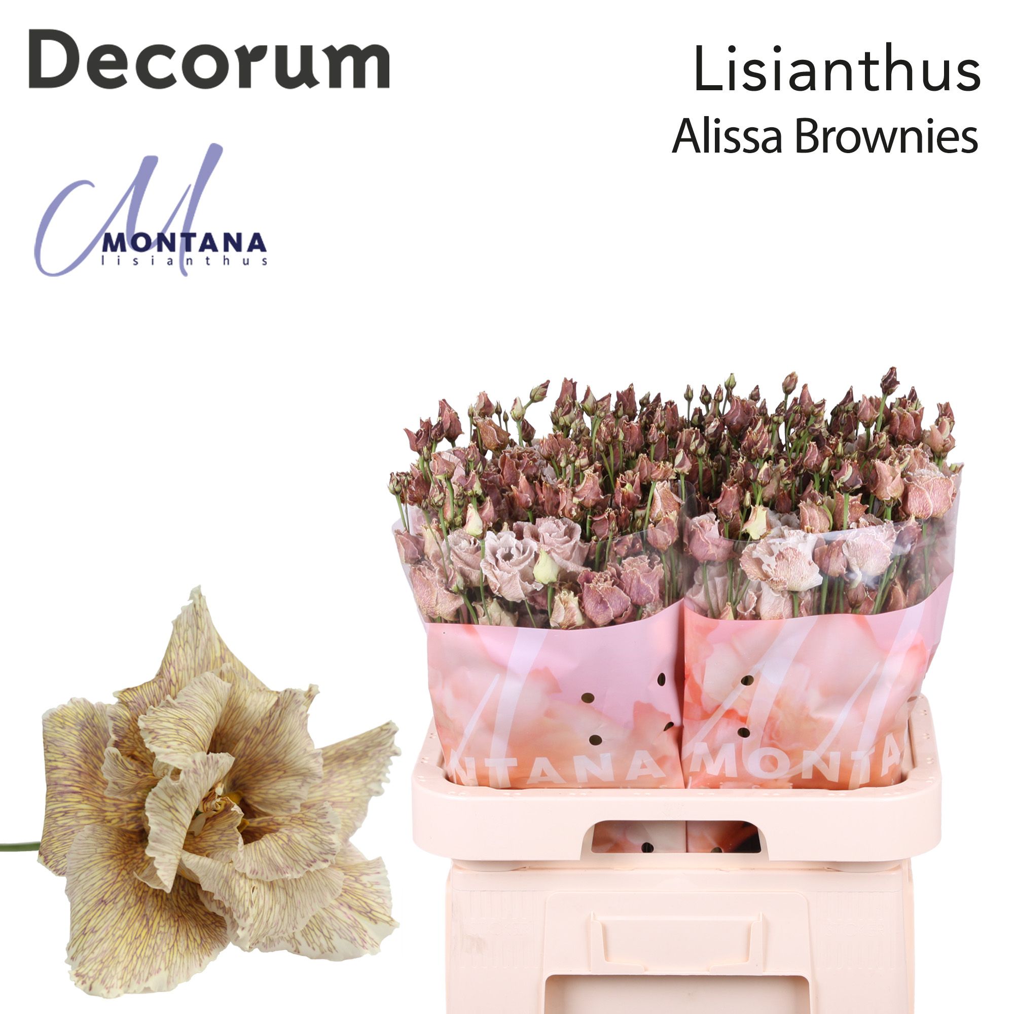 Срезанные цветы оптом Lisianthus do paint alissa brownies от 40шт. из Голландии с доставкой по России