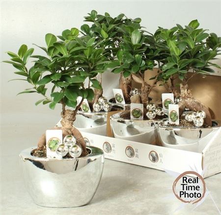 Горшечные цветы и растения оптом Fic Mi Ginseng Decopotten от 6шт из Голландии с доставкой по России