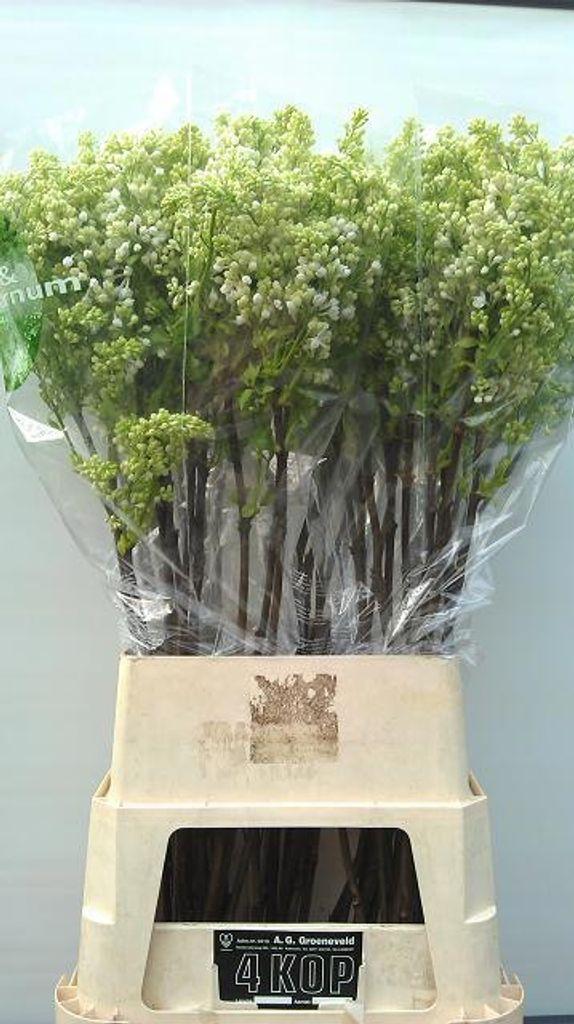 Срезанные цветы оптом Syringa madame florent stepman от 30шт из Голландии с доставкой по России