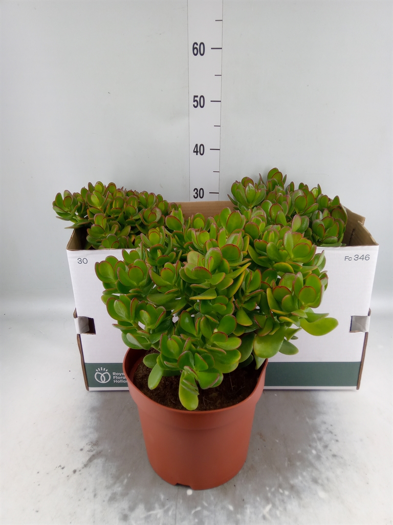Горшечные цветы и растения оптом Crassula Ovata от 3шт из Голландии с доставкой по России