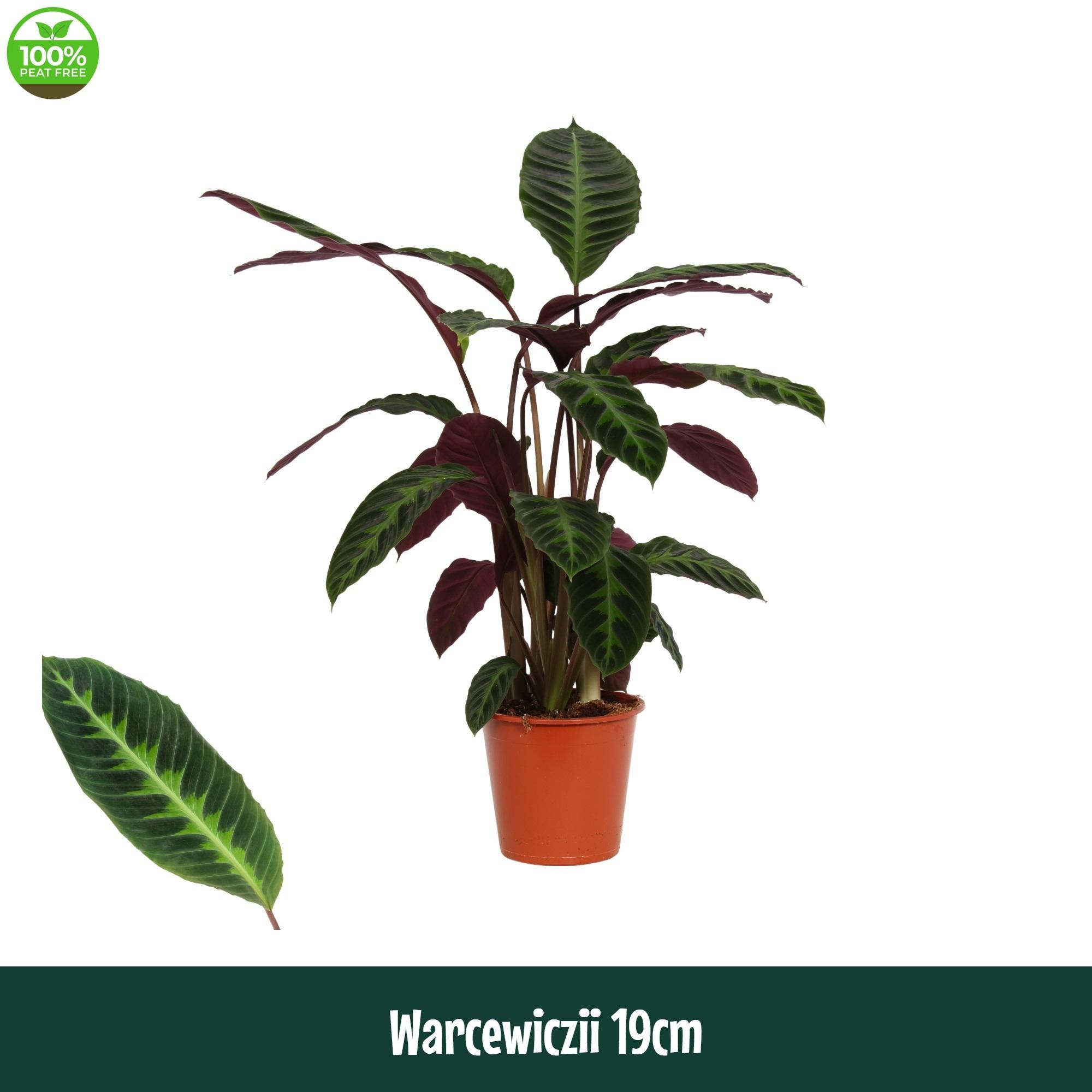 Горшечные цветы и растения оптом Calathea Warcewiczii от 1шт из Голландии с доставкой по России