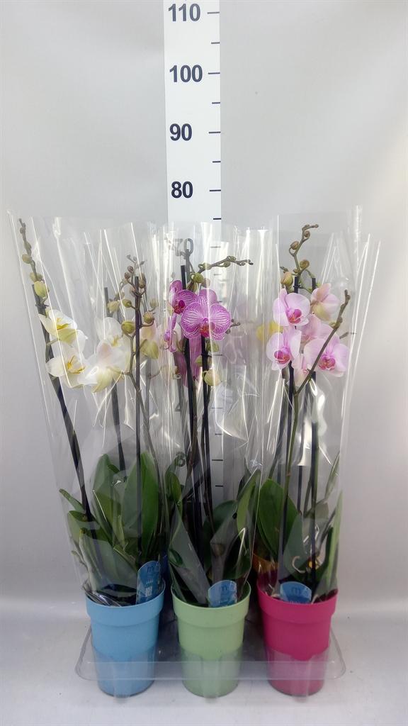 Горшечные цветы и растения оптом Phalaenopsis ...mix 5 от 6шт из Голландии с доставкой по России