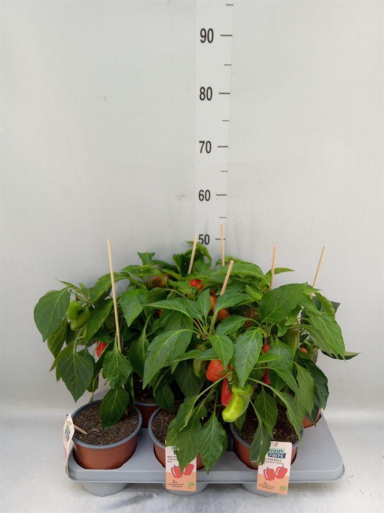 Горшечные цветы и растения оптом Capsicum Annuum   ...paprika от 6шт из Голландии с доставкой по России