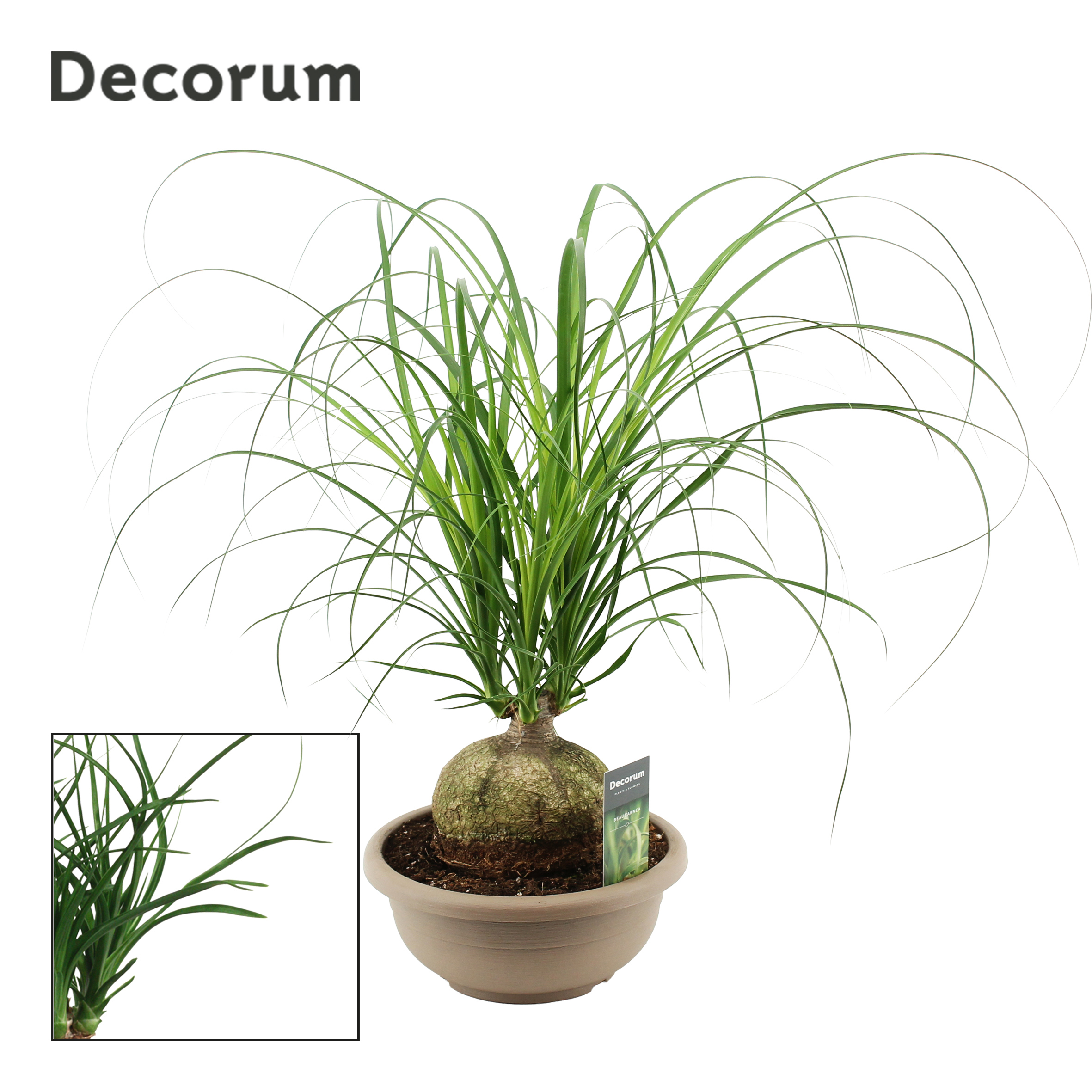 Горшечные цветы и растения оптом Beaucarnea Bol (decorum) от 1шт из Голландии с доставкой по России