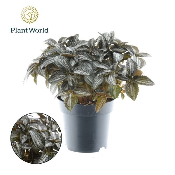 Горшечные цветы и растения оптом Pilea Silver Tree от 7шт из Голландии с доставкой по России