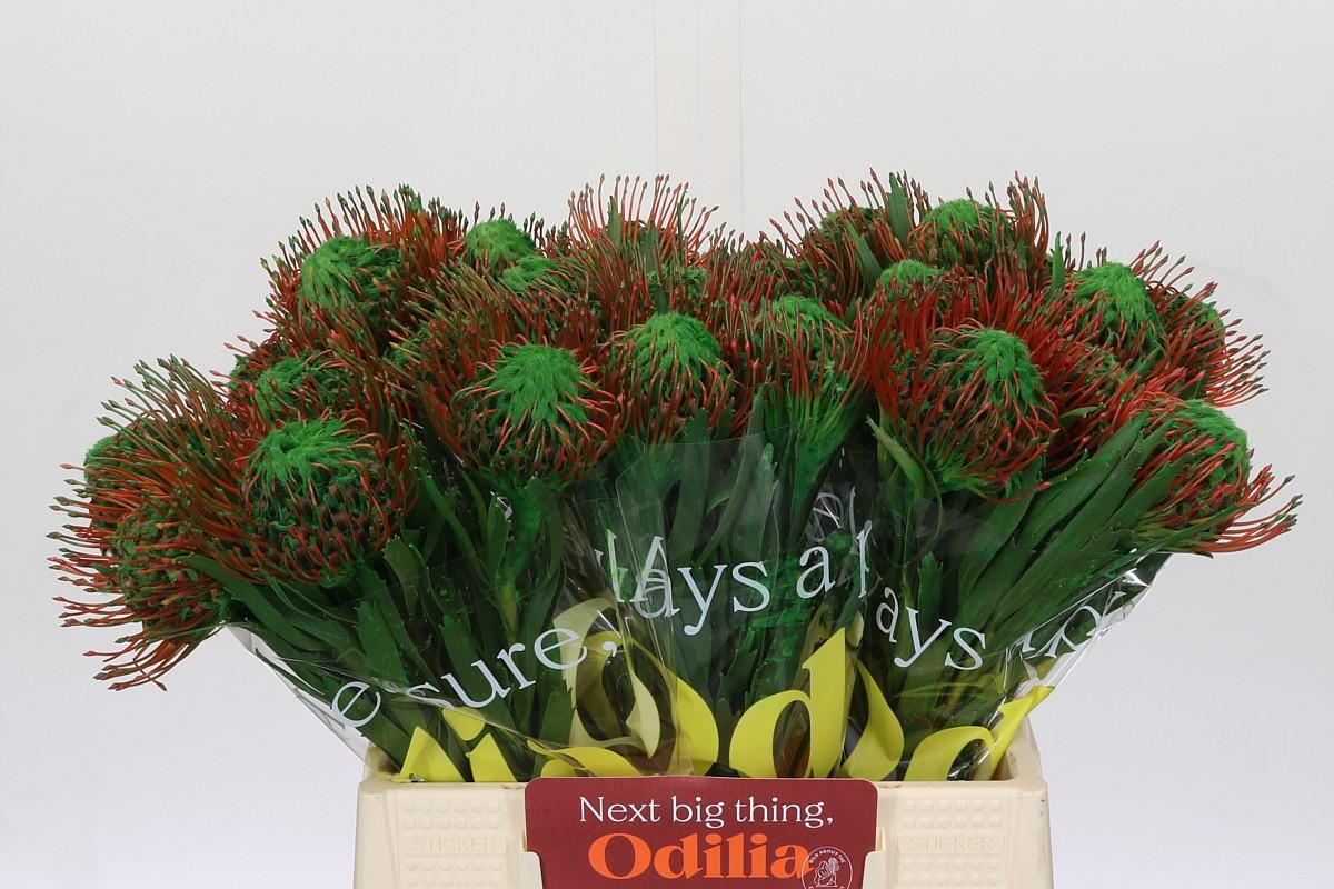 Срезанные цветы оптом Nutans paint green от 30шт из Голландии с доставкой по России