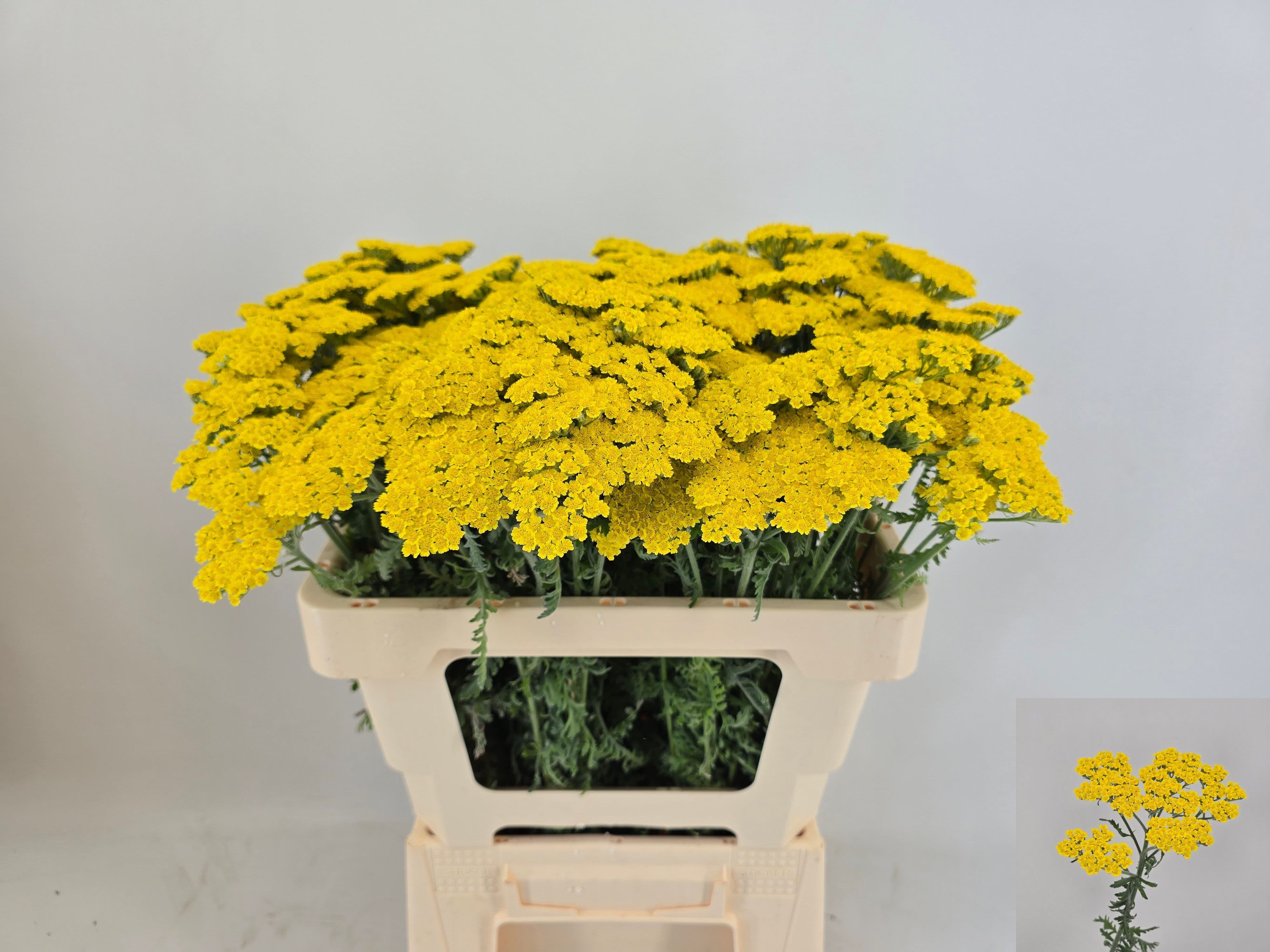 Срезанные цветы оптом Achillea moonshine от 100шт из Голландии с доставкой по России