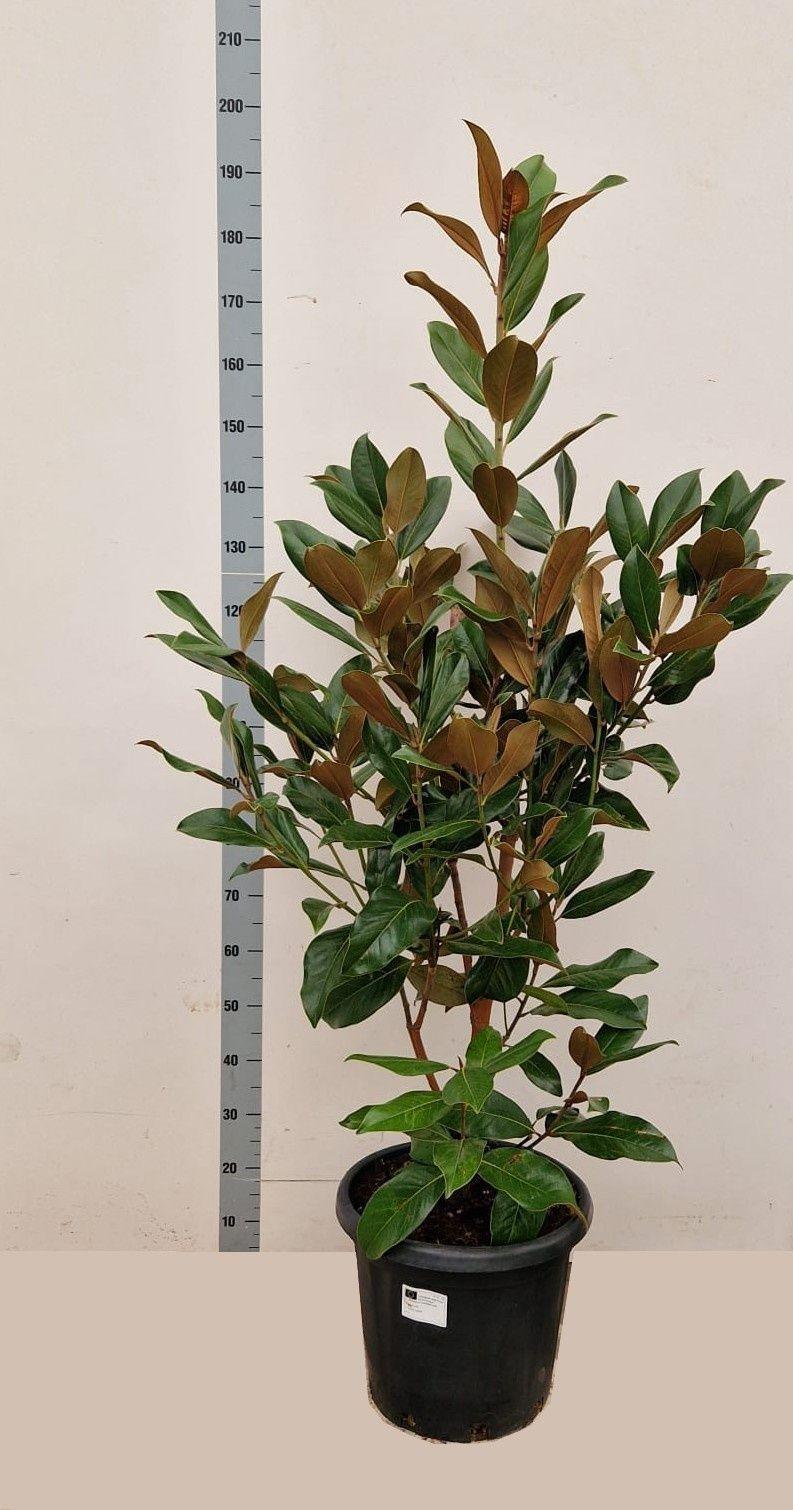 Горшечные цветы и растения оптом Magn Grandiflora от 1шт из Голландии с доставкой по России