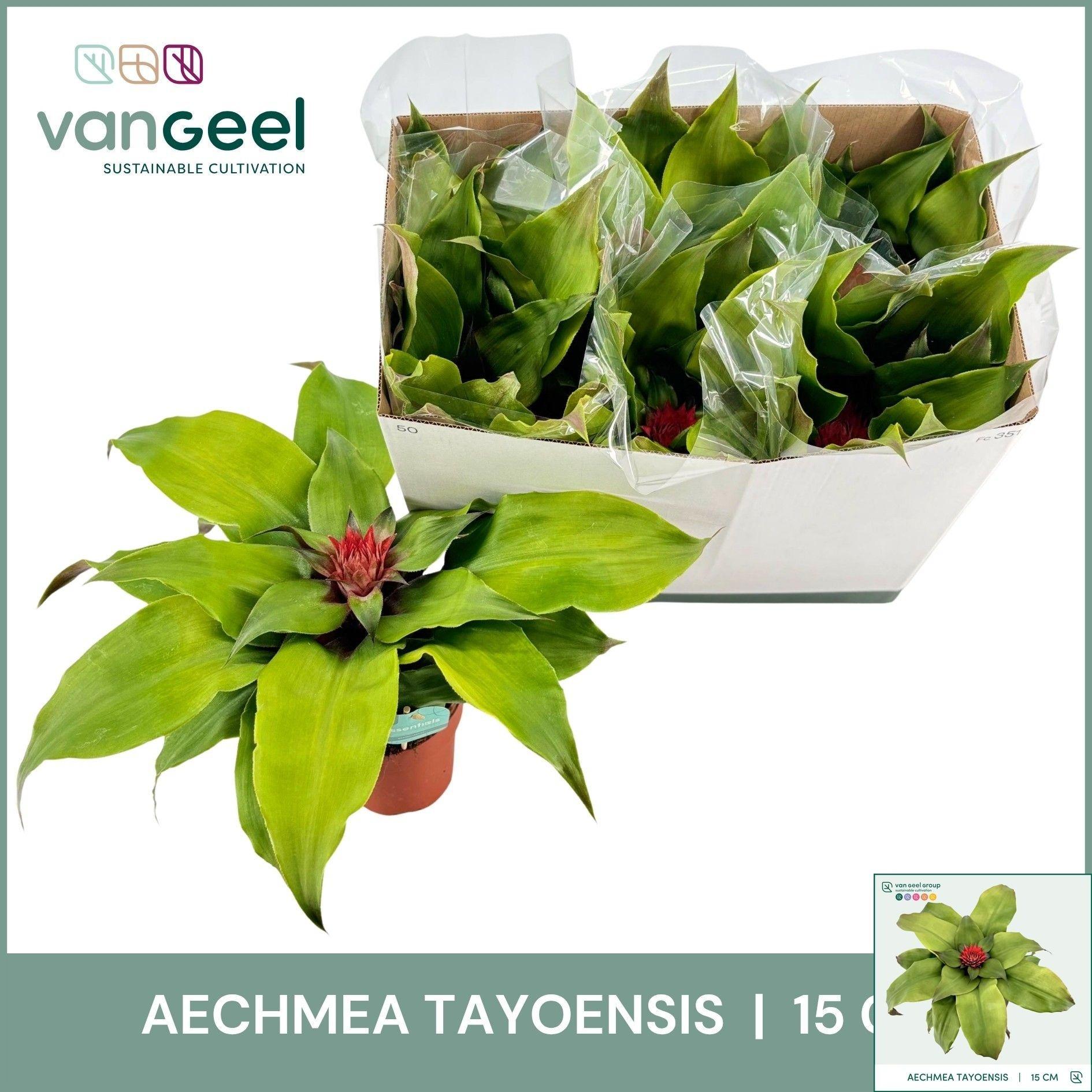 Горшечные цветы и растения оптом Aech Tayoensis от 6шт из Голландии с доставкой по России