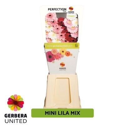 Срезанные цветы оптом Germini diamond mix lilac от 80шт из Голландии с доставкой по России