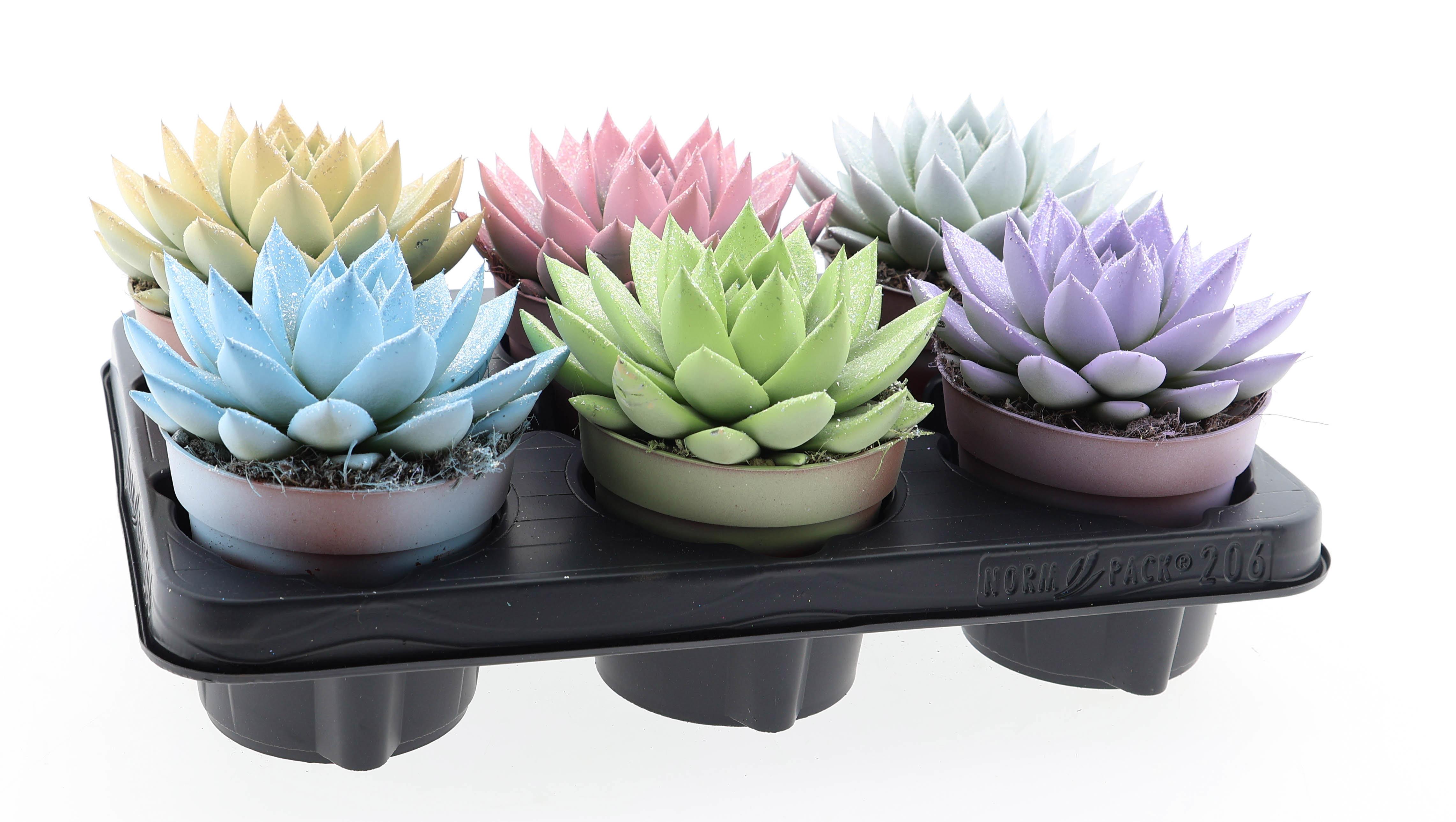 Горшечные цветы и растения оптом Echeveria Miranda White + Glitter от 6шт из Голландии с доставкой по России